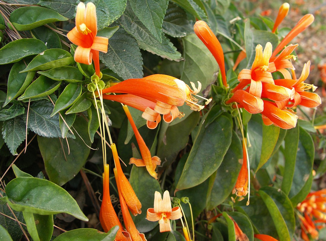 Image of Pyrostegia venusta specimen.