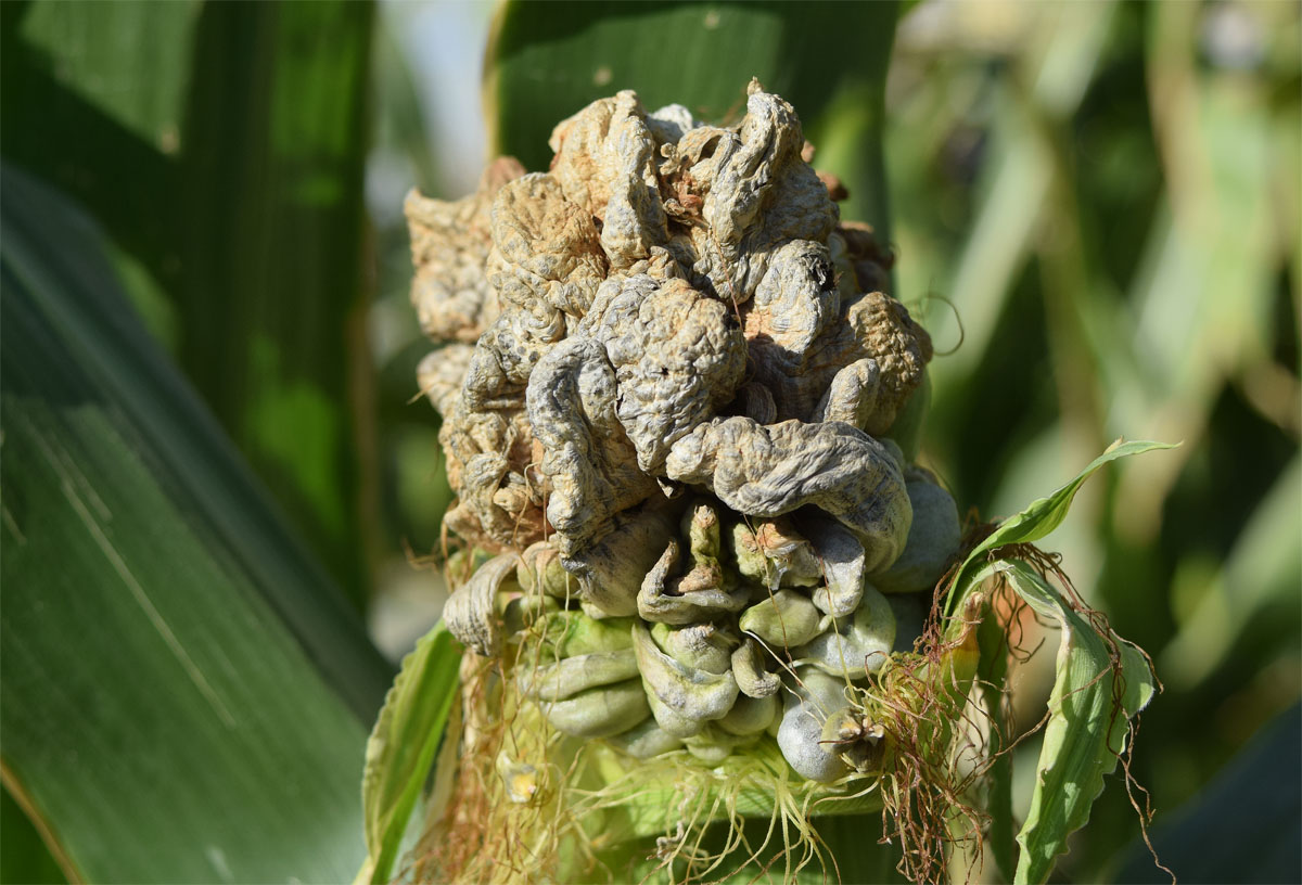 Изображение особи Zea mays.