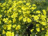 Senecio vernalis