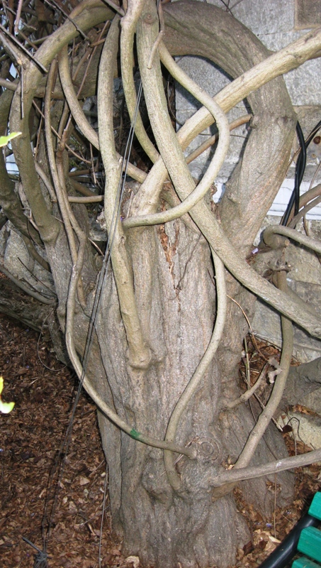 Image of Wisteria sinensis specimen.