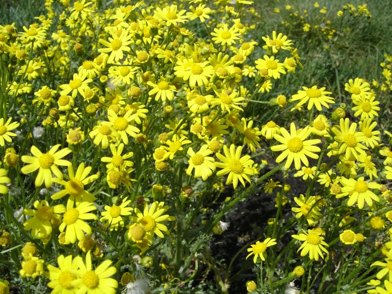 Изображение особи Senecio vernalis.