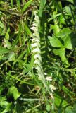 Spiranthes spiralis