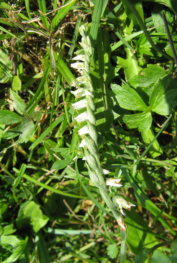 Изображение особи Spiranthes spiralis.