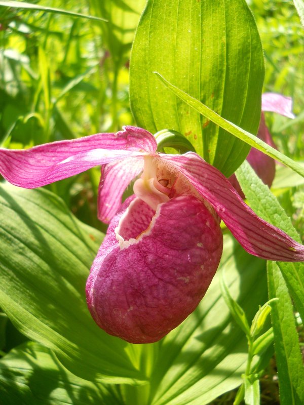 Image of Cypripedium macranthos specimen.