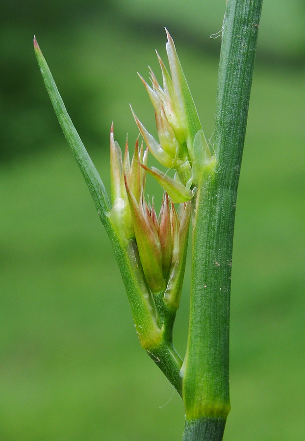Изображение особи Juncus articulatus.
