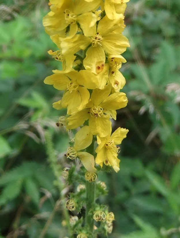 Image of genus Agrimonia specimen.