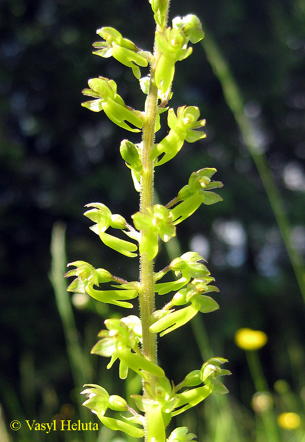 Изображение особи Listera ovata.