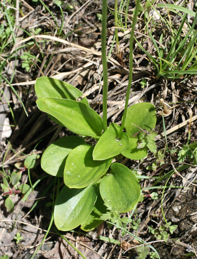 Image of Parnassia laxmannii specimen.