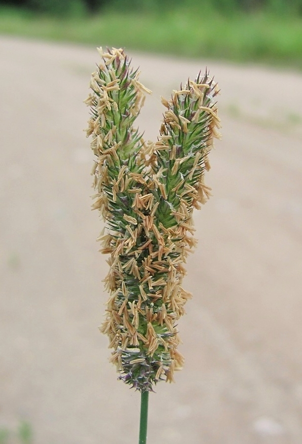 Изображение особи Phleum pratense.