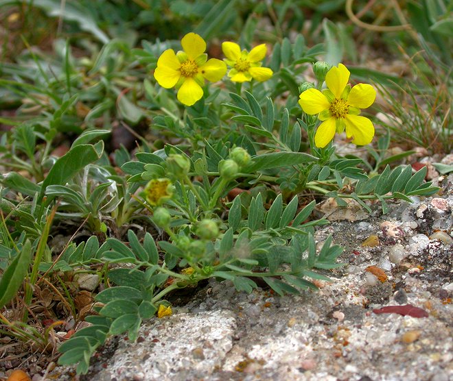 Image of Potentilla orientalis specimen.