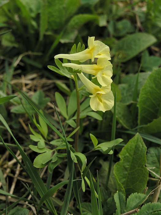 Изображение особи Corydalis bracteata.