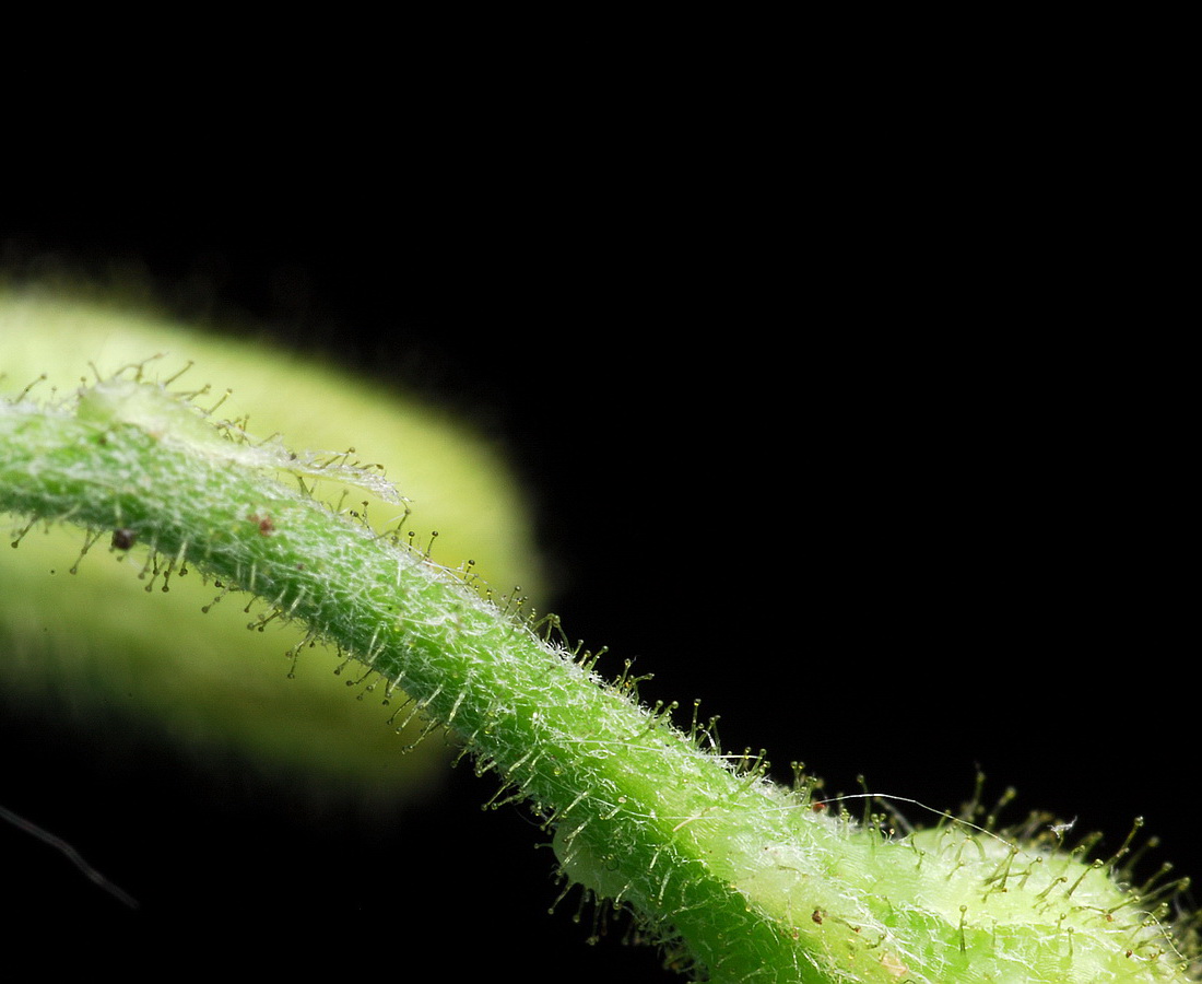 Изображение особи Hieracium sylvularum.