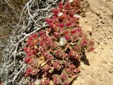 Mesembryanthemum crystallinum