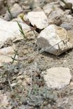Astragalus canoflavus. Цветущее растение на каменистом склоне. Таджикистан, Чиличёр Чашма. 16.04.2011.