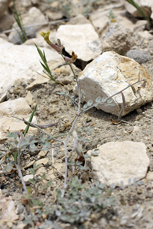 Image of Astragalus canoflavus specimen.