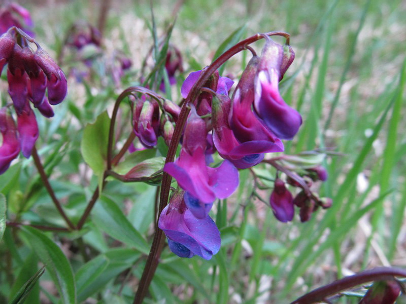 Image of Lathyrus vernus specimen.