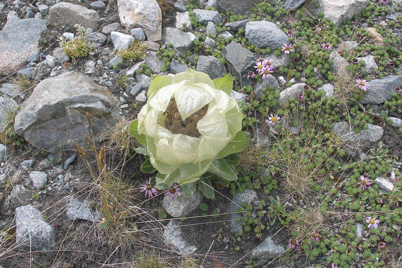 Image of Saussurea involucrata specimen.