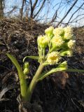 Petasites spurius