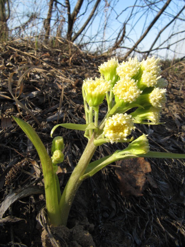 Изображение особи Petasites spurius.