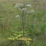 Angelica sylvestris