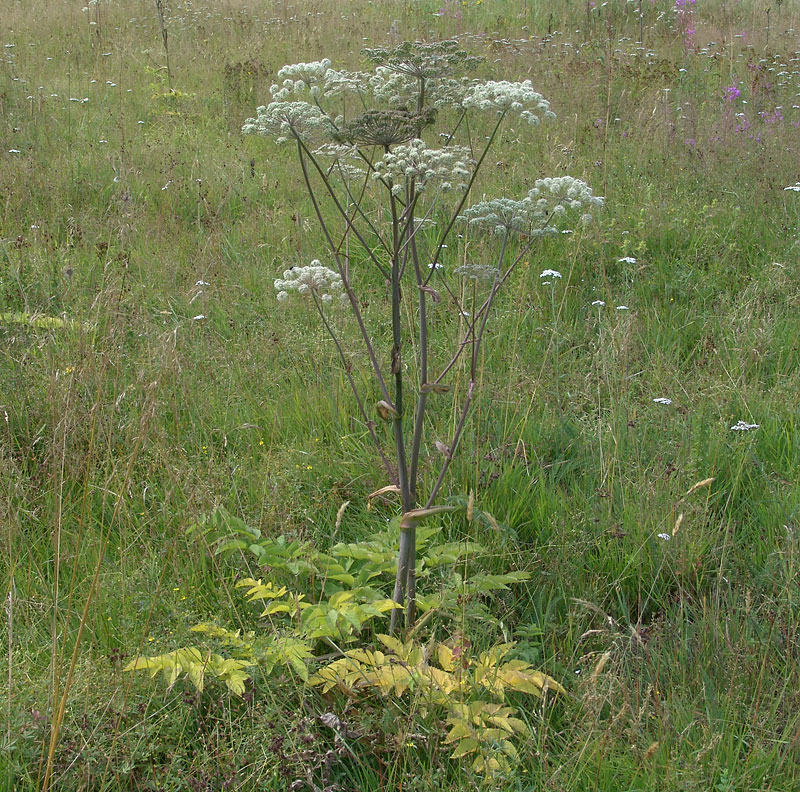 Изображение особи Angelica sylvestris.