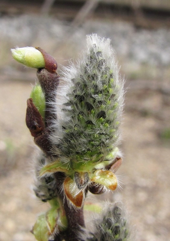 Image of Salix &times; puberula specimen.