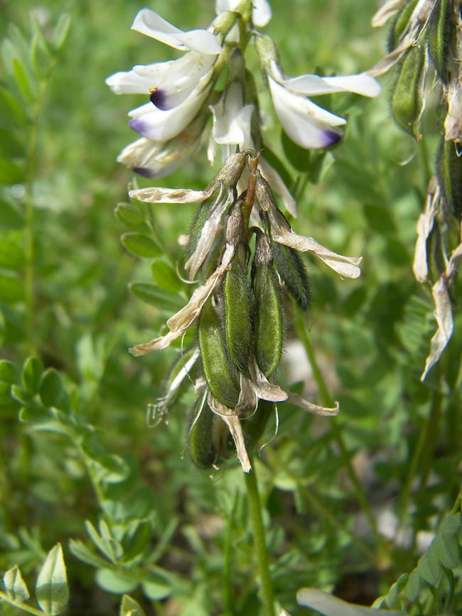 Image of Astragalus alpinus specimen.
