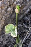 Arum korolkowii