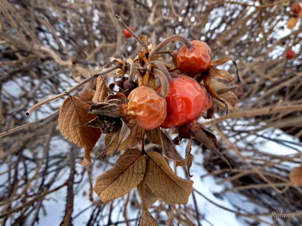 Image of Rosa rugosa specimen.