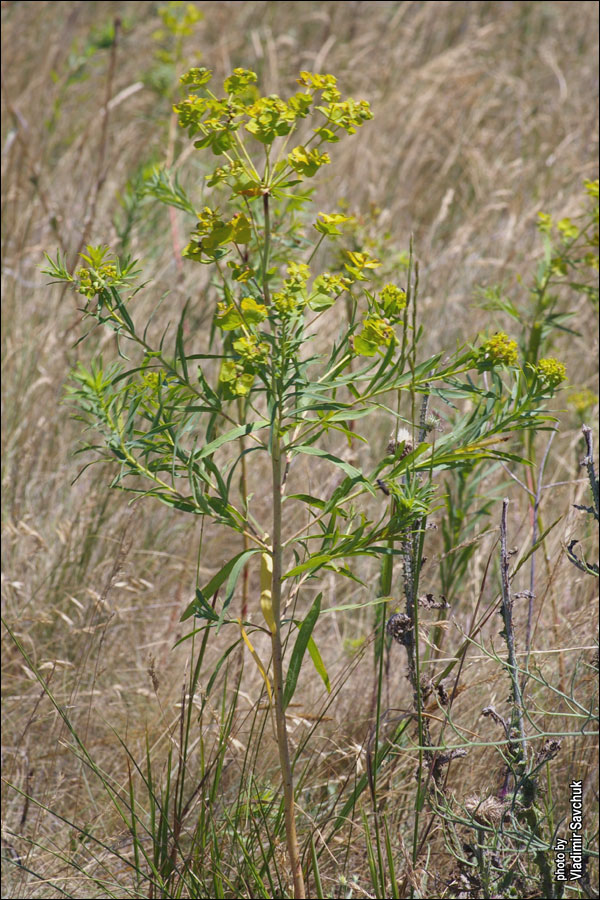 Изображение особи Euphorbia virgata.