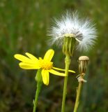 Senecio subdentatus