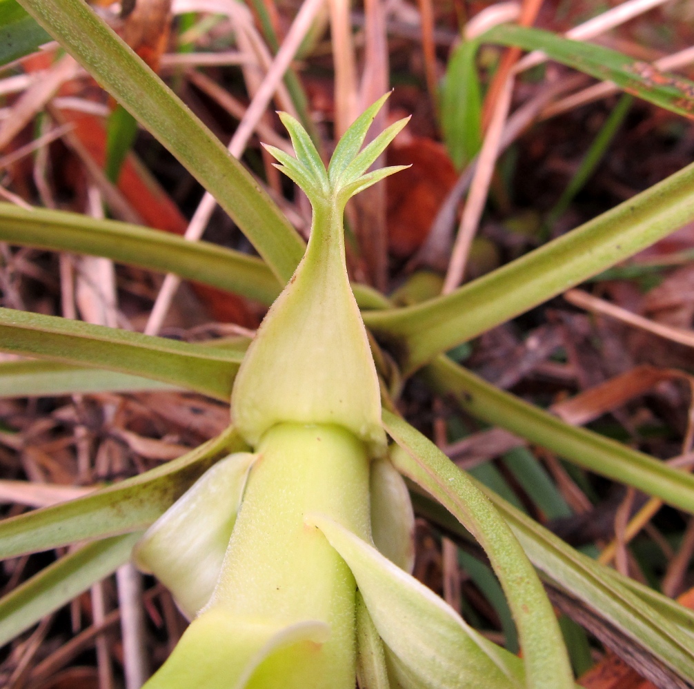 Image of Helleborus foetidus specimen.