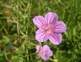 Geranium collinum. Цветок. Украина, Днепропетровская обл., балка в верховьях р. Самоткань. 03.09.2011.