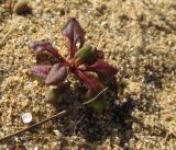 Rumex bucephalophorus ssp. hispanicus