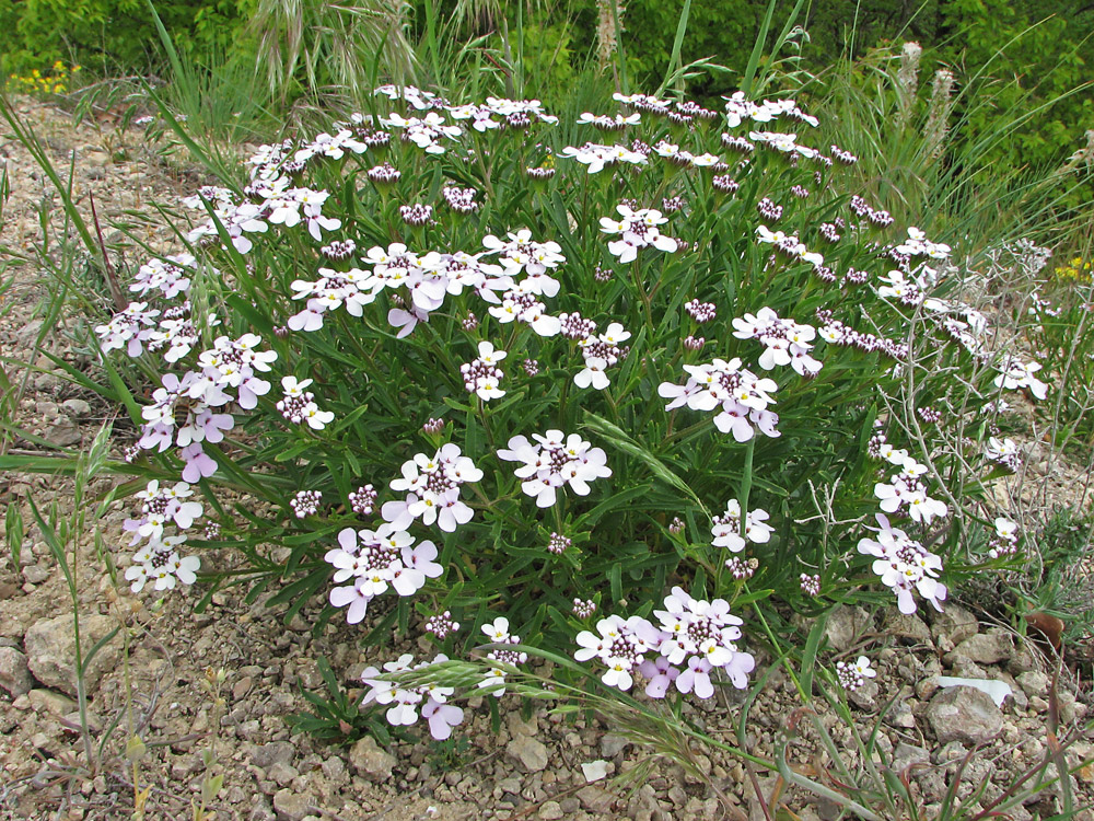 Image of Iberis simplex specimen.