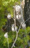 Image of taxon representative. Author is Михаил Лучкин