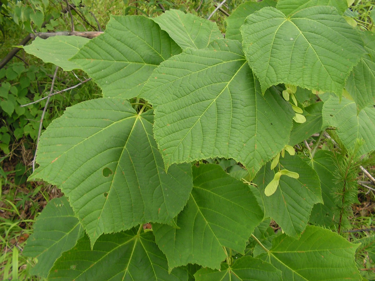 Image of Acer tegmentosum specimen.