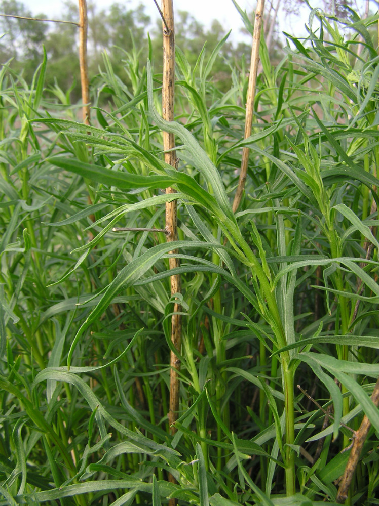 Image of Artemisia dracunculus specimen.
