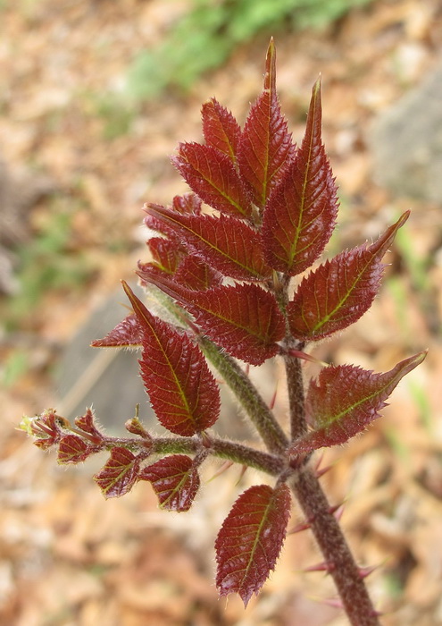 Image of Aralia elata specimen.