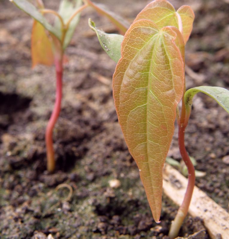 Image of Acer ginnala specimen.