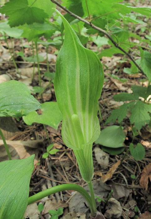 Изображение особи Arisaema amurense.