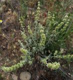 Marrubium vulgare. Цветущее и плодоносящее растение. Испания, Наварра, биосферный заповедник Барденас Реалес. 26 мая 2012 г.