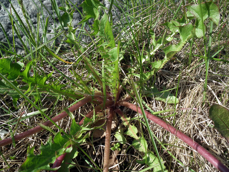 Image of genus Taraxacum specimen.