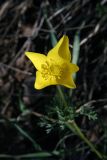 Anemone petiolulosa. Цветок. Узбекистан, Ташкентская обл., хр. Каржантау. 04.04.2009.