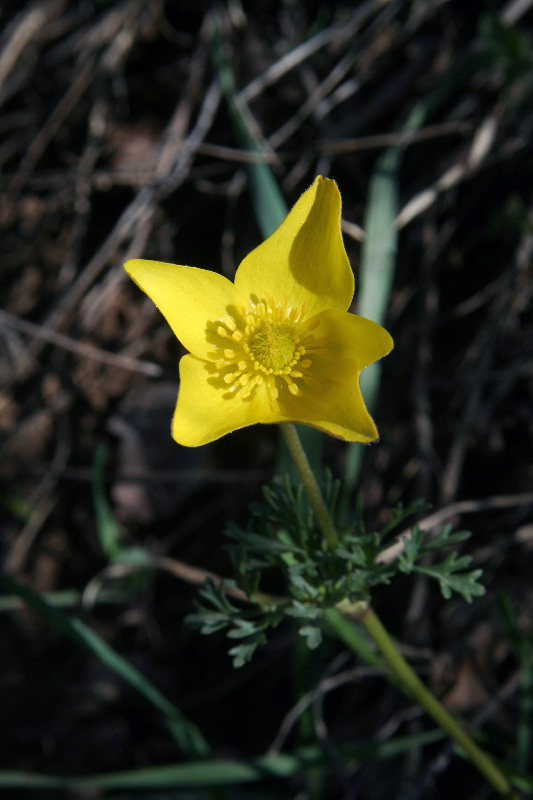 Изображение особи Anemone petiolulosa.