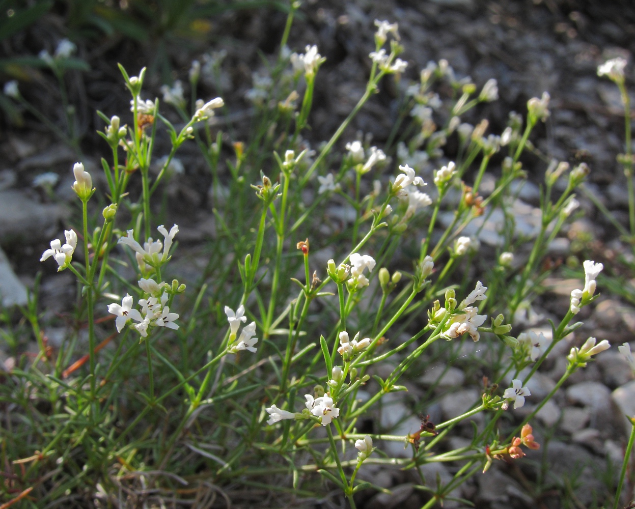 Изображение особи Asperula petraea.