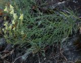 Linaria grjunerae