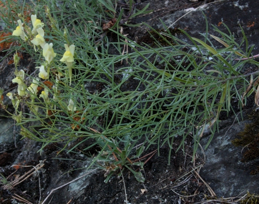 Image of Linaria grjunerae specimen.