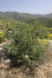 Pyrus regelii. Цветущее растение на горном склоне. Южный Казахстан, хр. Боролдайтау, гора Нурбай; 1000 м н.у.м. 23.04.2012.