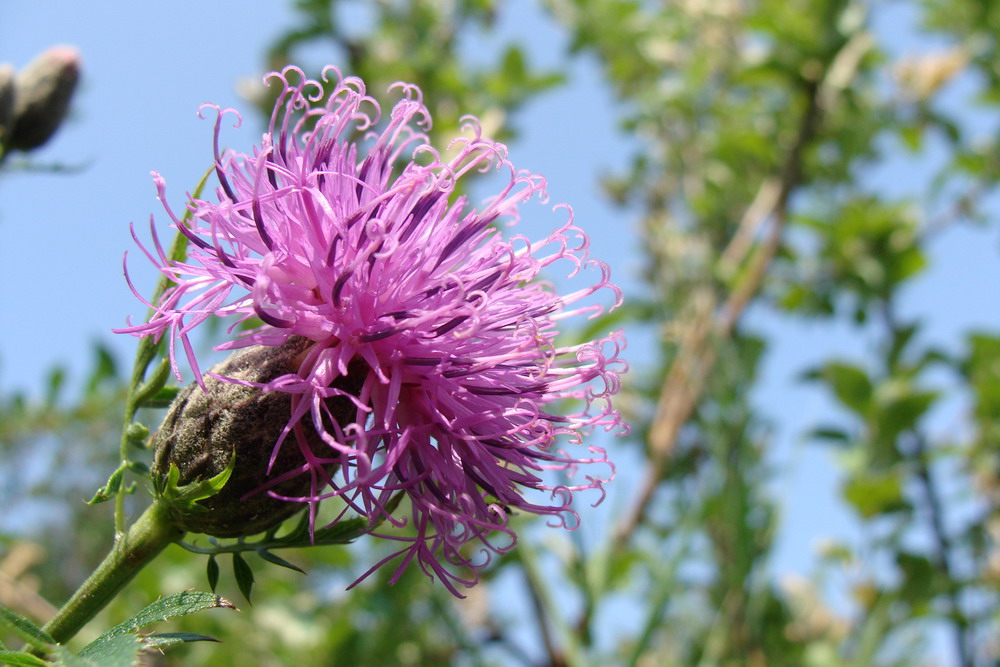 Image of Serratula coronata specimen.